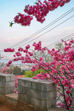 重瓣云南樱花