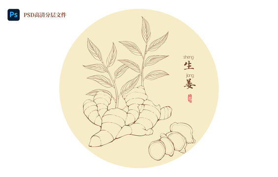 生姜线描插画