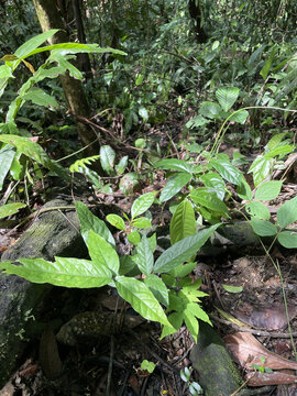 西双版纳热带植物园地面上嫩绿的新叶
