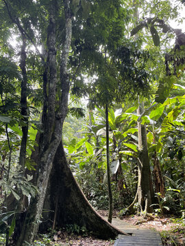 西双版纳热带植物园热带雨林里的巨树