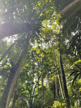 中国科学院西双版纳热带植物园的热带雨林