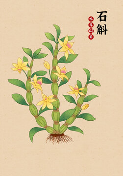 中草药石斛