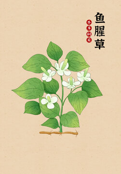 中草药鱼腥草