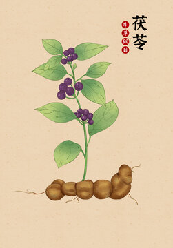茯苓
