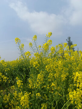 油菜花