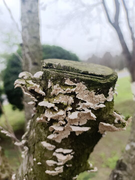 树木