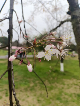 李花