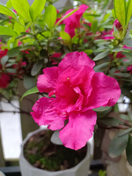 杜鹃花卉