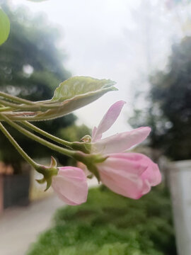 樱花
