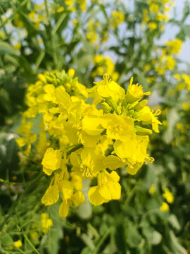 油菜花