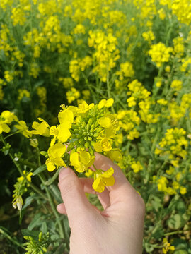 油菜花