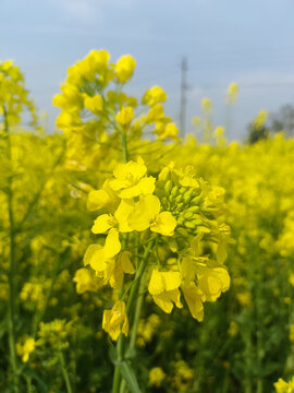 油菜花