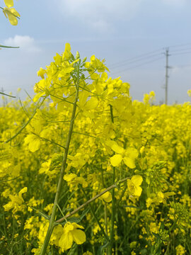 油菜花