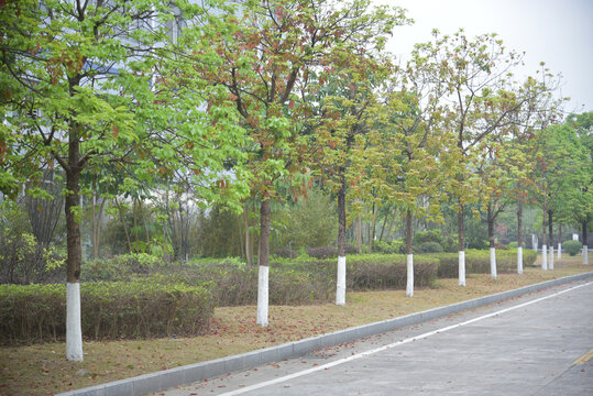 绿化树