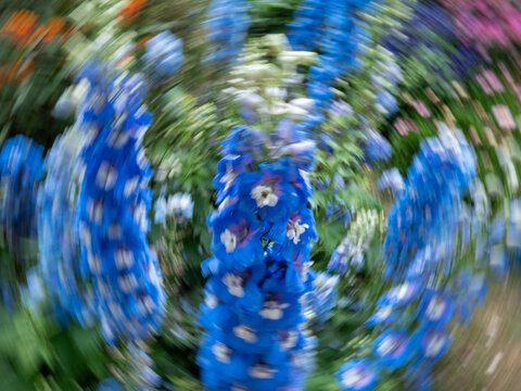 蓝色高翠雀花