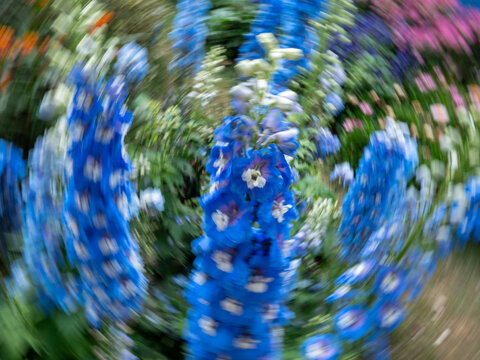 蓝色高翠雀花