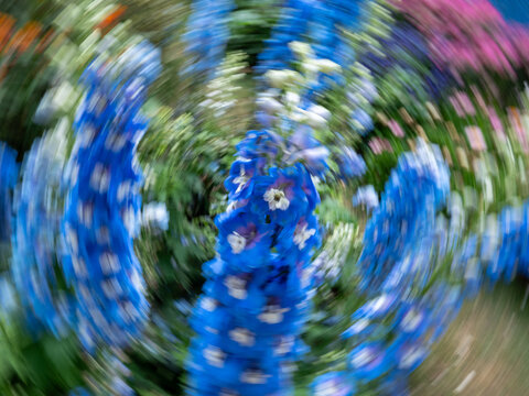 蓝色高翠雀花