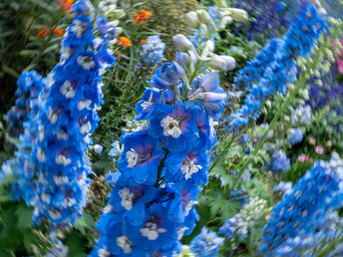 蓝色高翠雀花