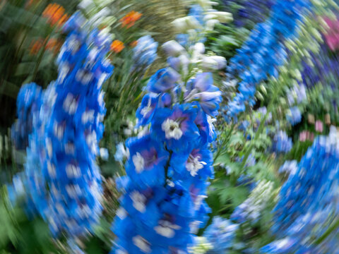 蓝色高翠雀花