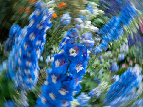 蓝色高翠雀花