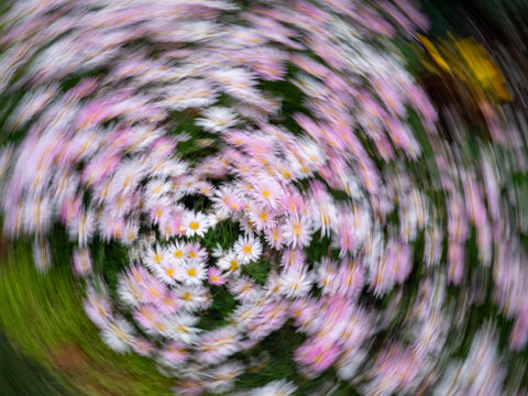 野外草莓熊开花植物的高角度观察
