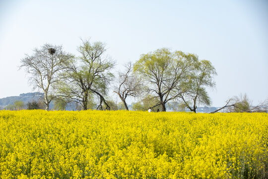 苏州西山乌峰顶油菜花田