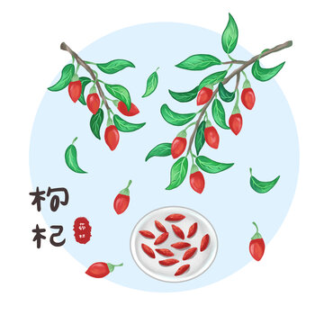 枸杞插画中䓍药素材图
