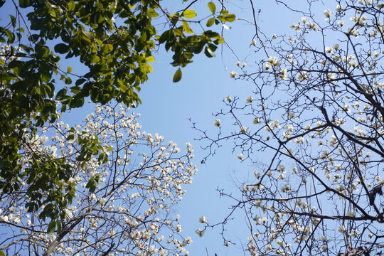 玉兰花树