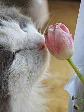 闻花的猫