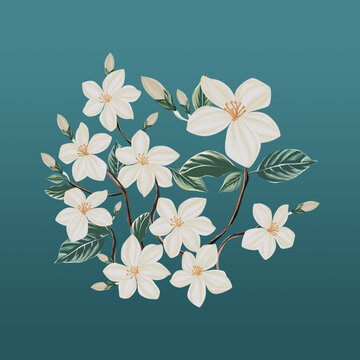 茉莉花插画