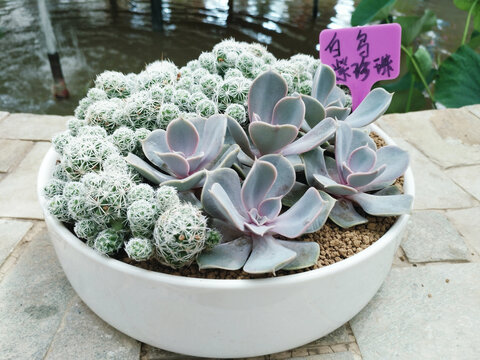 多肉植物