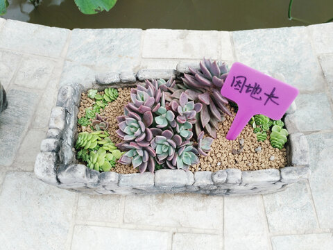 多肉植物