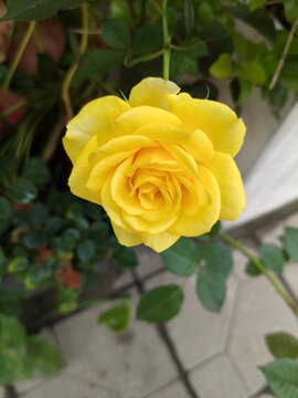 月季花