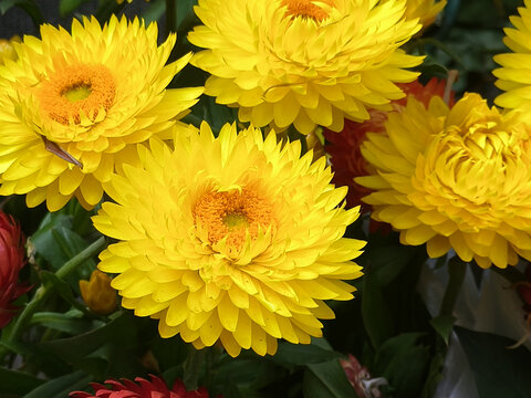 蜡菊