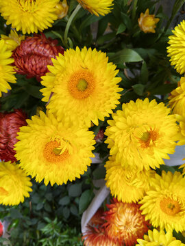 蜡菊