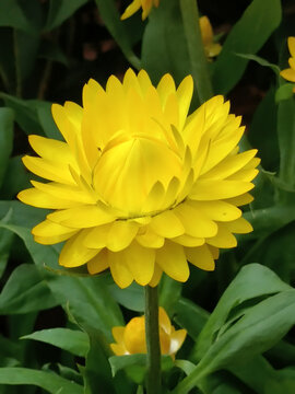 蜡菊