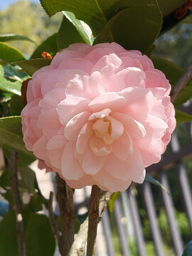 茶花