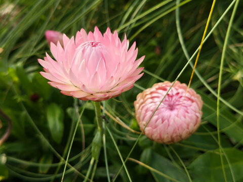 蜡菊花