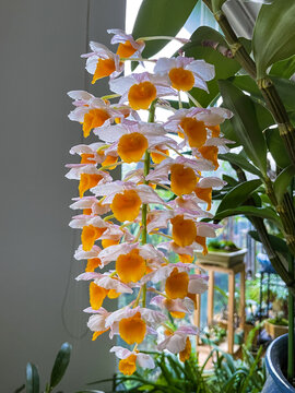 球花石斛