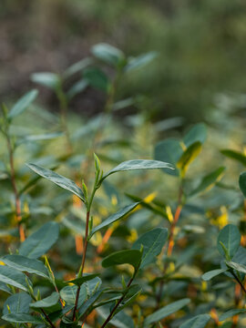 绿茶茶树