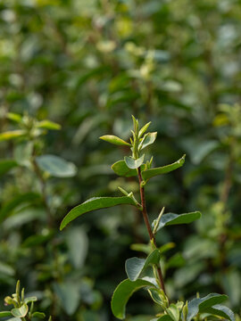 春茶茶树茶芽