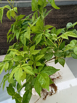 五加风树苗