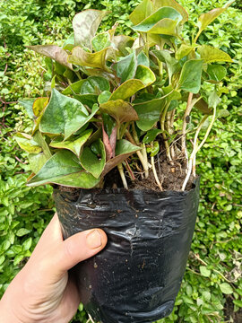 鱼腥草