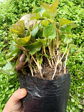鱼腥草