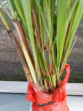 香茅草菜苗