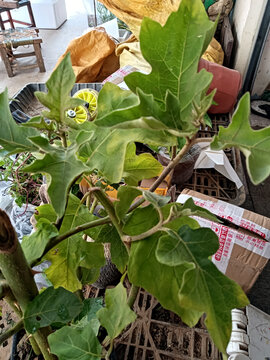 小苦子植株
