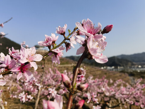 桃花