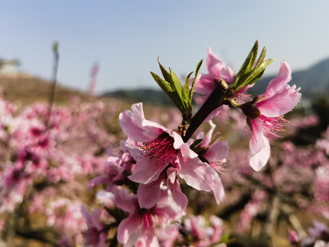 桃花
