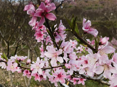 桃花
