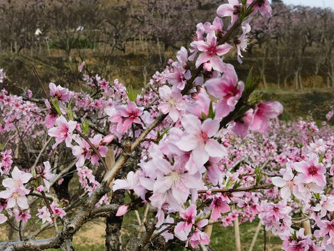桃花